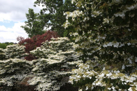 landscape maintenance