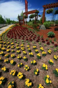 HOA landscaping