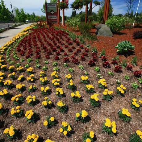HOA landscaping