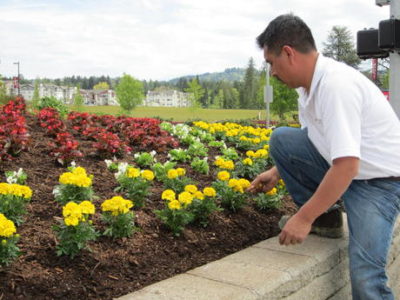 HOA landscaping