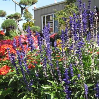 HOA landscaping