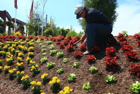 HOA landscaping