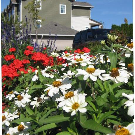 HOA landscaping